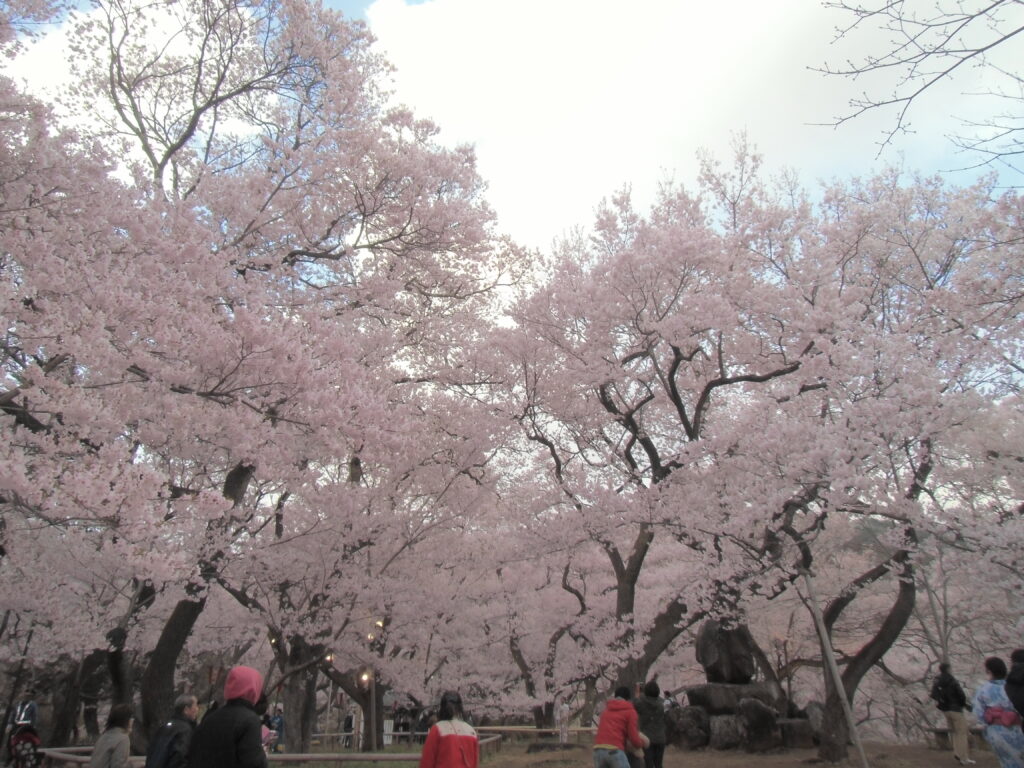 【2024年】長野のお花見おすすめスポットはどこ？穴場やデートに最適な桜の名所を紹介！